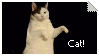kitty%20cat%20dance.gif