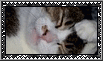 kitty%20sleep.gif