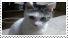 omg%20cat.gif