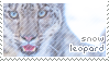 snow%20leopard.png