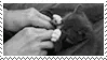 tickle%20cat.gif