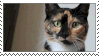 tortie%20meow.gif