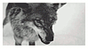 wolf%20growl.gif
