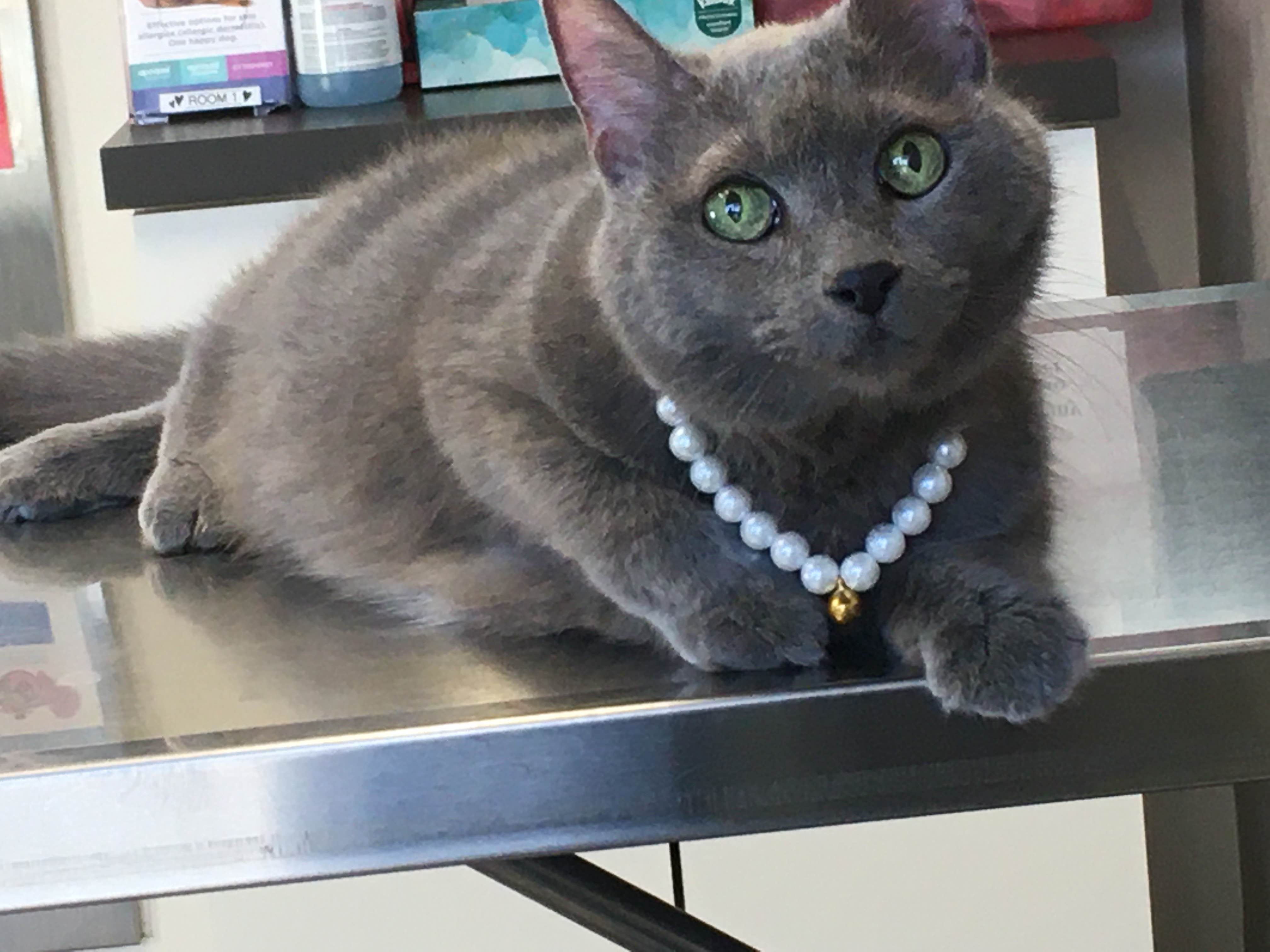 A picture of a gray cat with green eyes looking curiously at something above the camera.