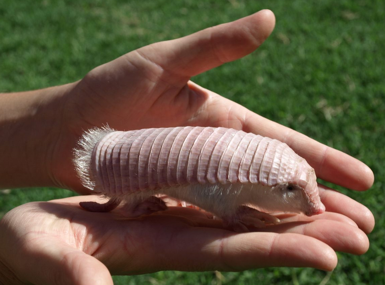 pink%20fairy%20armadillo.png