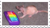 rat with rainbow keyboard stamp, in reference to the meme "neil banging out the tunes"