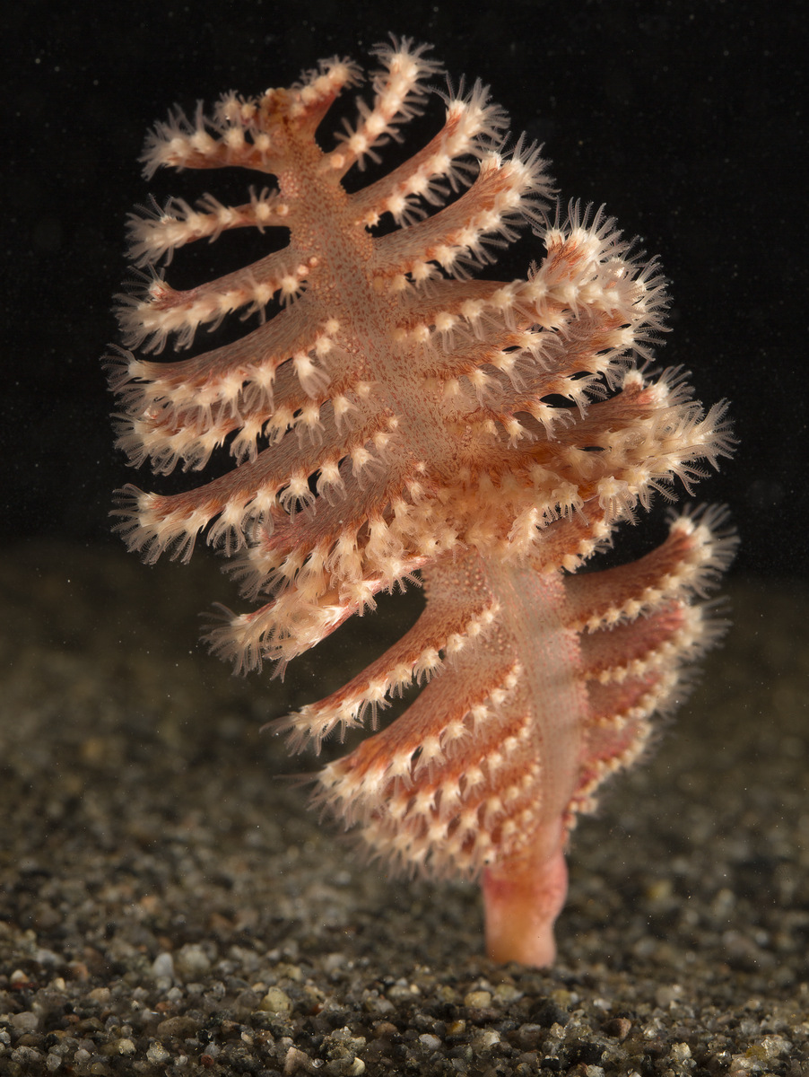 Pennatula Phosphorea (Seapen)