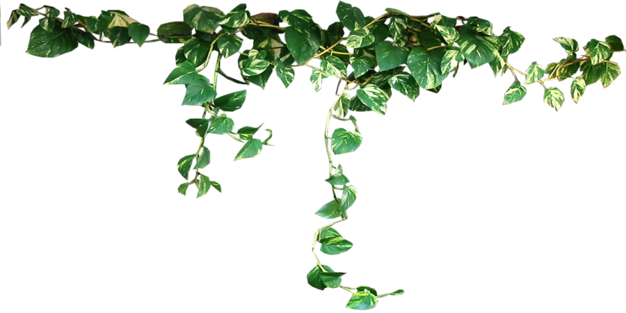 hanging plant