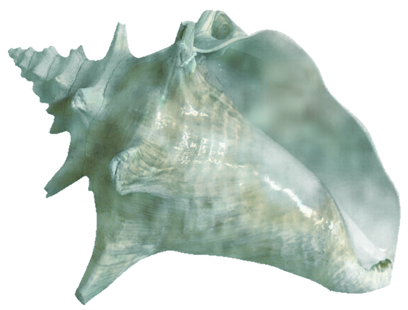 conch