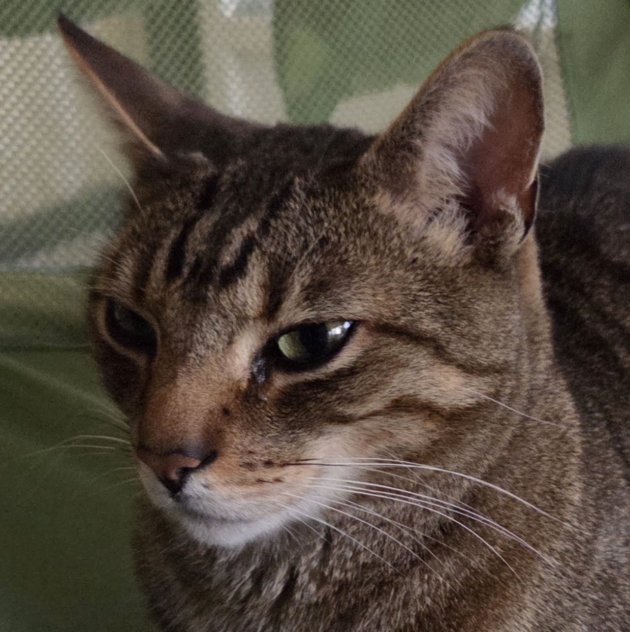 A tabby cat named Niko
