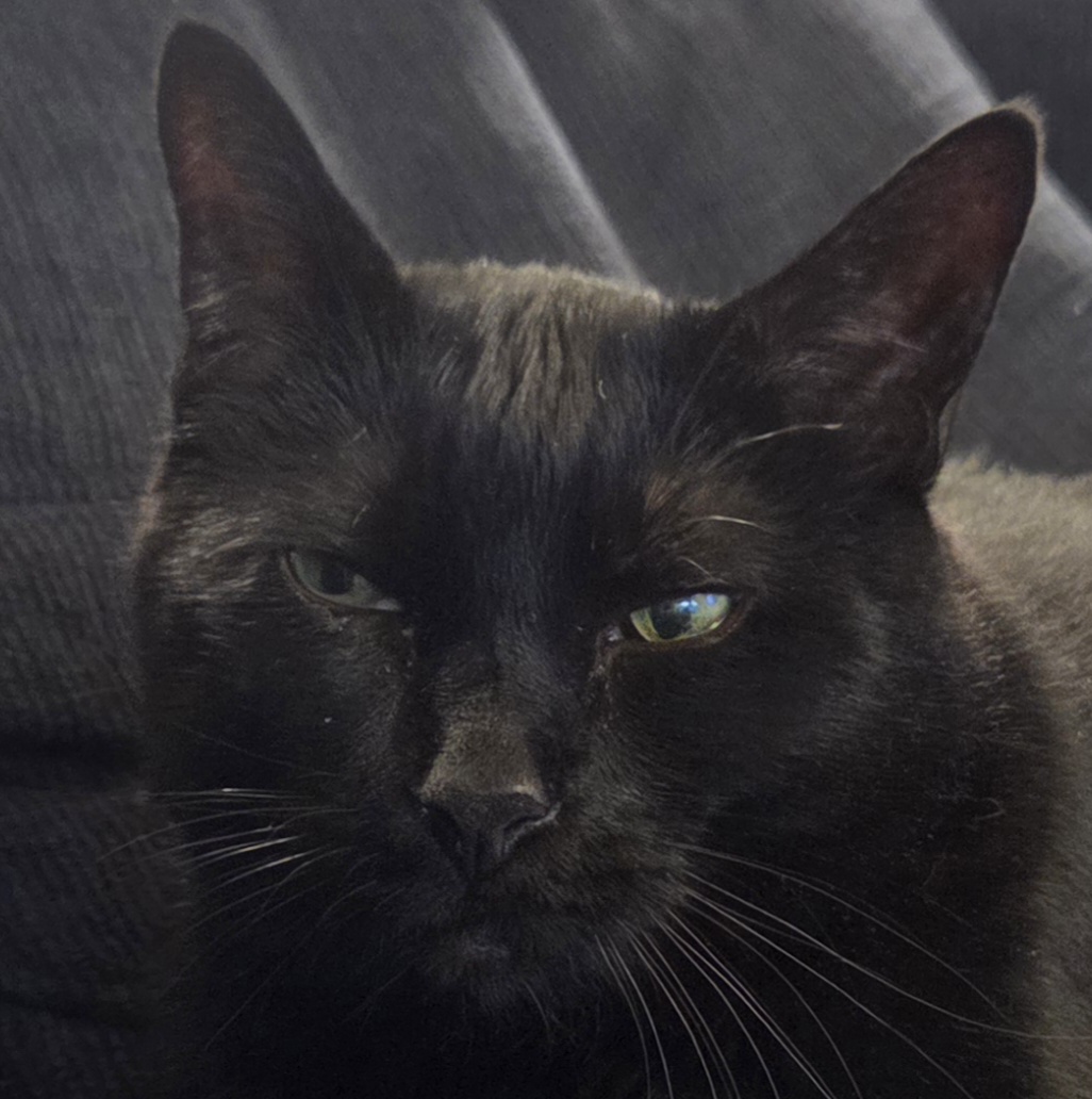 A black cat named Pippin