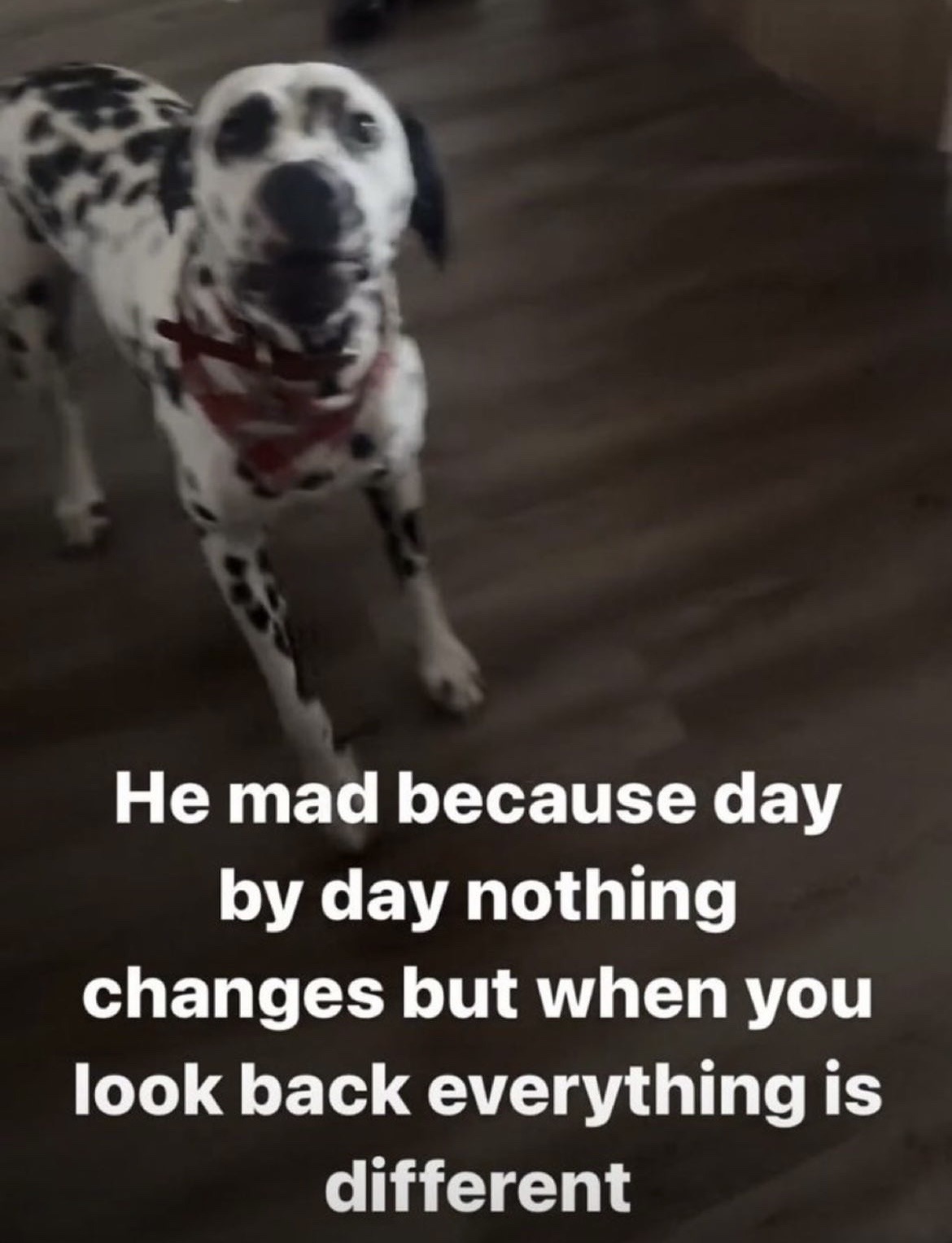 a photo of a dalmatian dog. there is text over the image that reads: 'He mad because day by day nothing changes but when you look back everything is different'