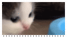 a GIF of a white kitten with gray markings around its eyes. the kitten looks at the camera then looks away.