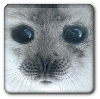 shiny image example