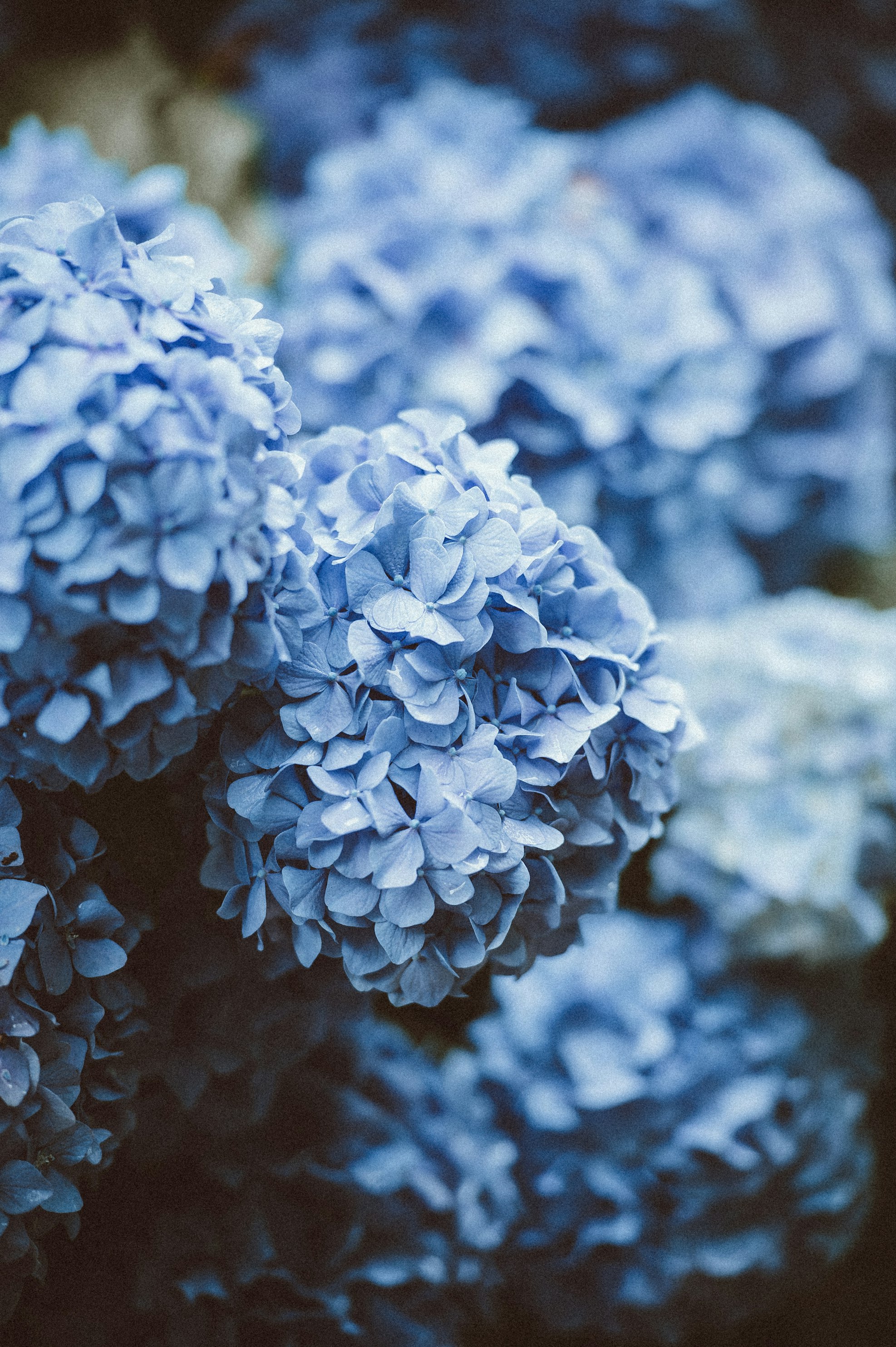 blue%20flowers