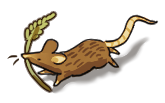 brown%20mouse.png
