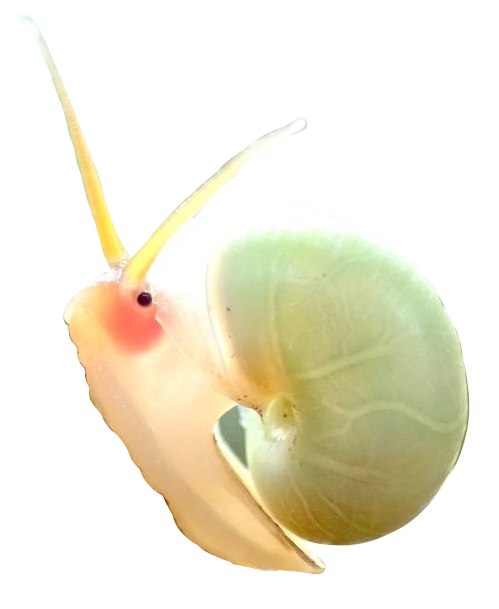 snel.png
