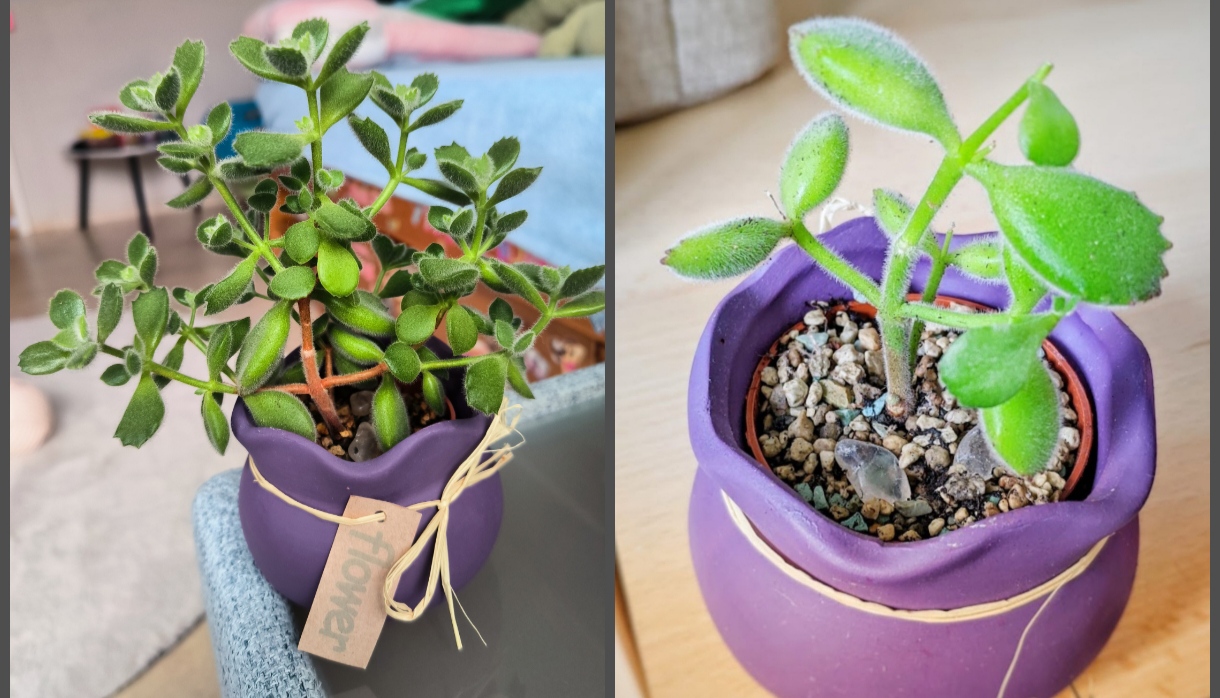 🪴🌵🌳 Plant Thread on Toyhouse