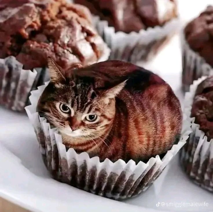 cupcakity