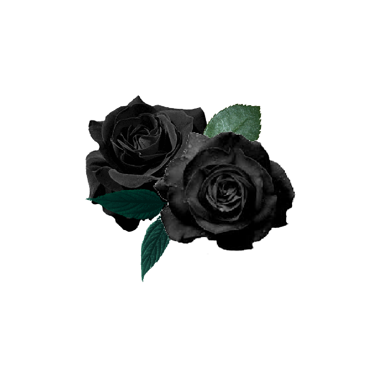 Black Rose