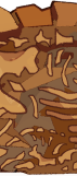 FOSSIL_DAY_3.png