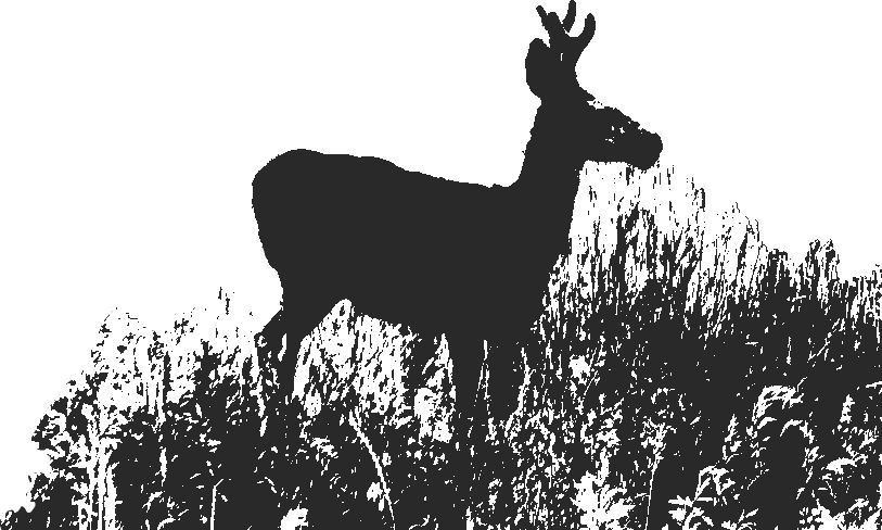 deer sillouhette
