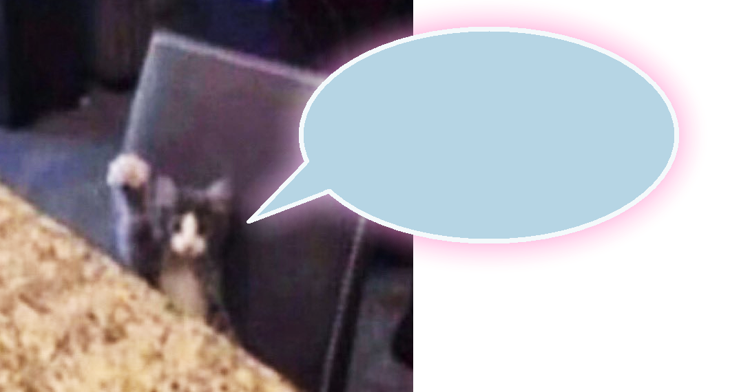 small cat with a text bubble