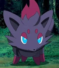 Zorua