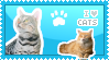 I <3 Cats