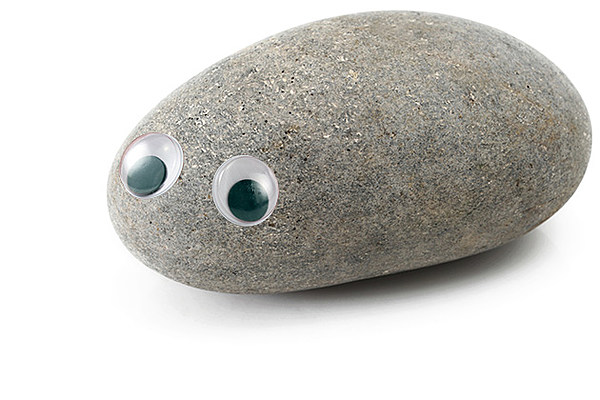 henry, my pet rock