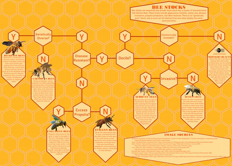 A flowchart of various bee stocks.