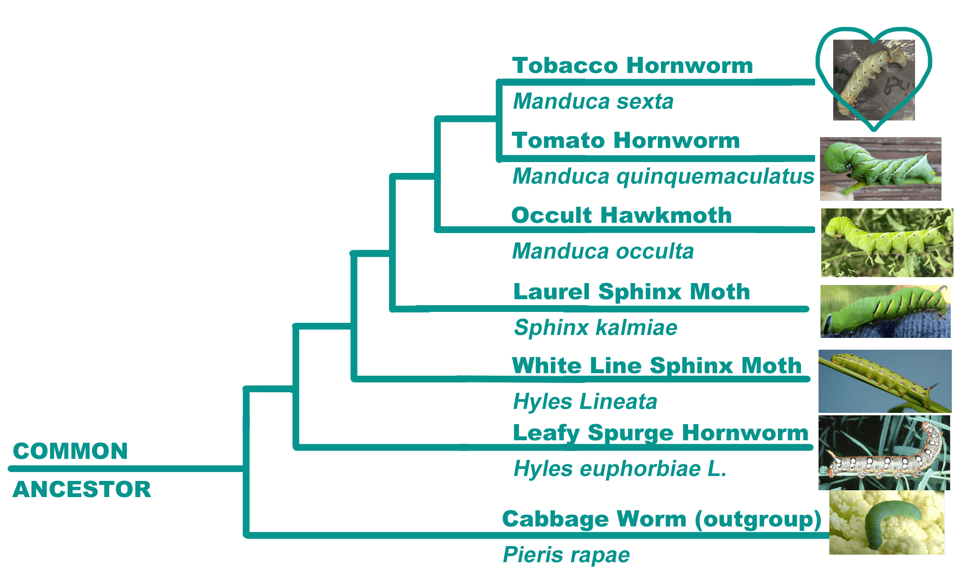 a phylogenetic tree of various lepidoptera species, mostly hornworms.