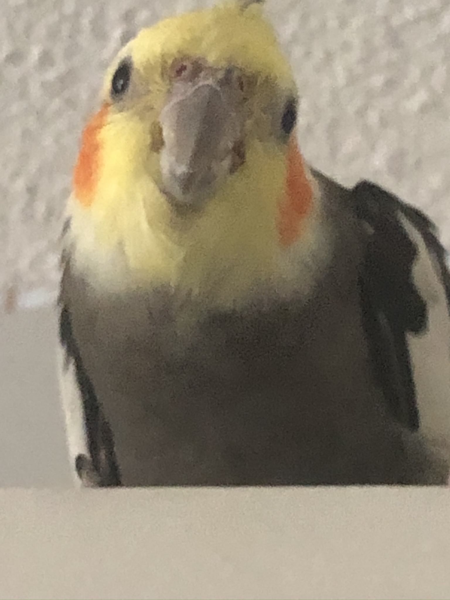 A normal grey cockatiel looking directly at the camera. He looks like he is posing and smiling.