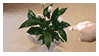 plant%20point.gif