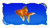 Goldfish