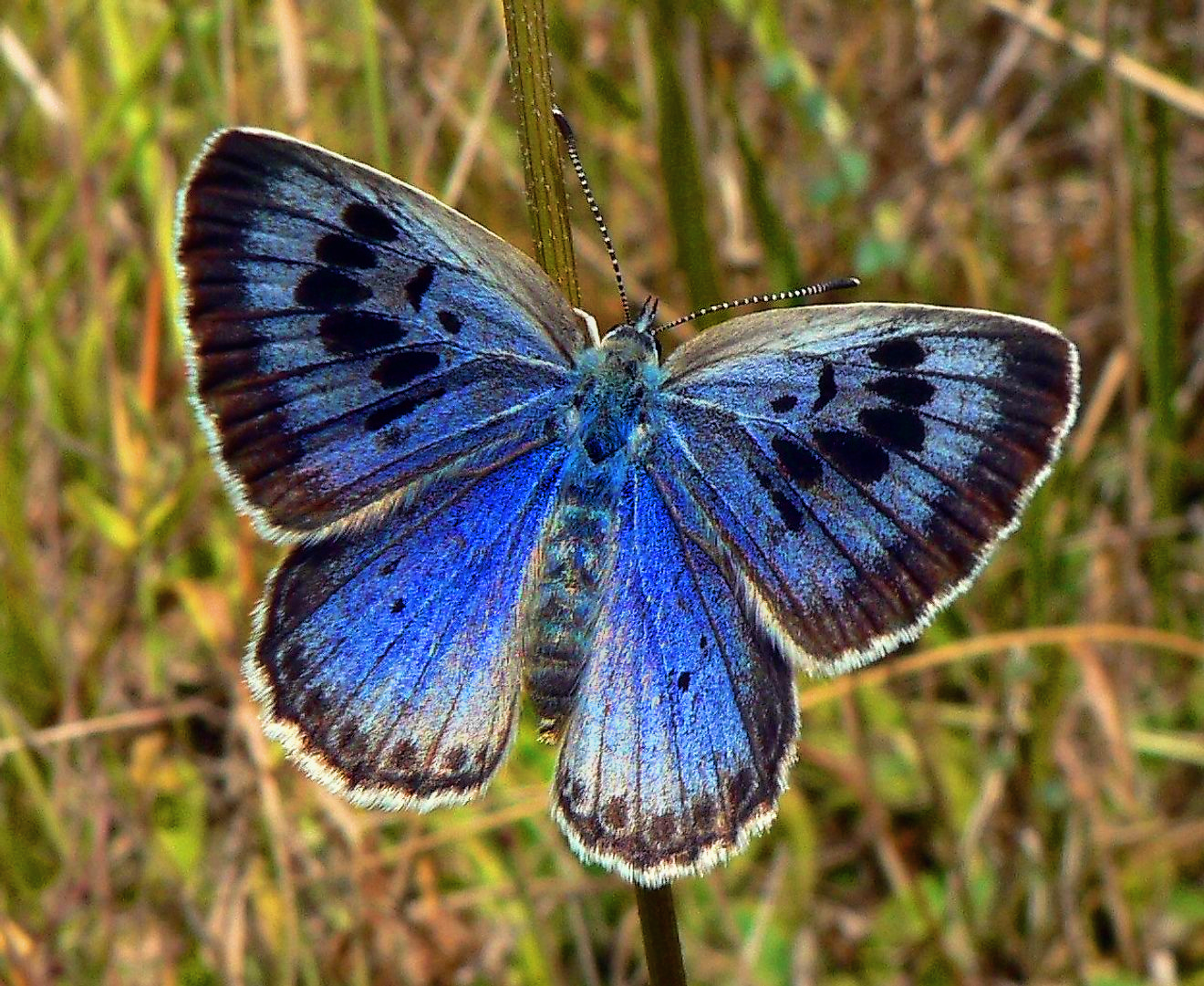 BUTTERFLY