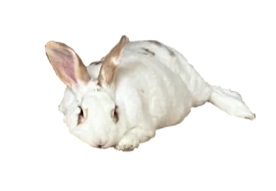 Porter3.webp
