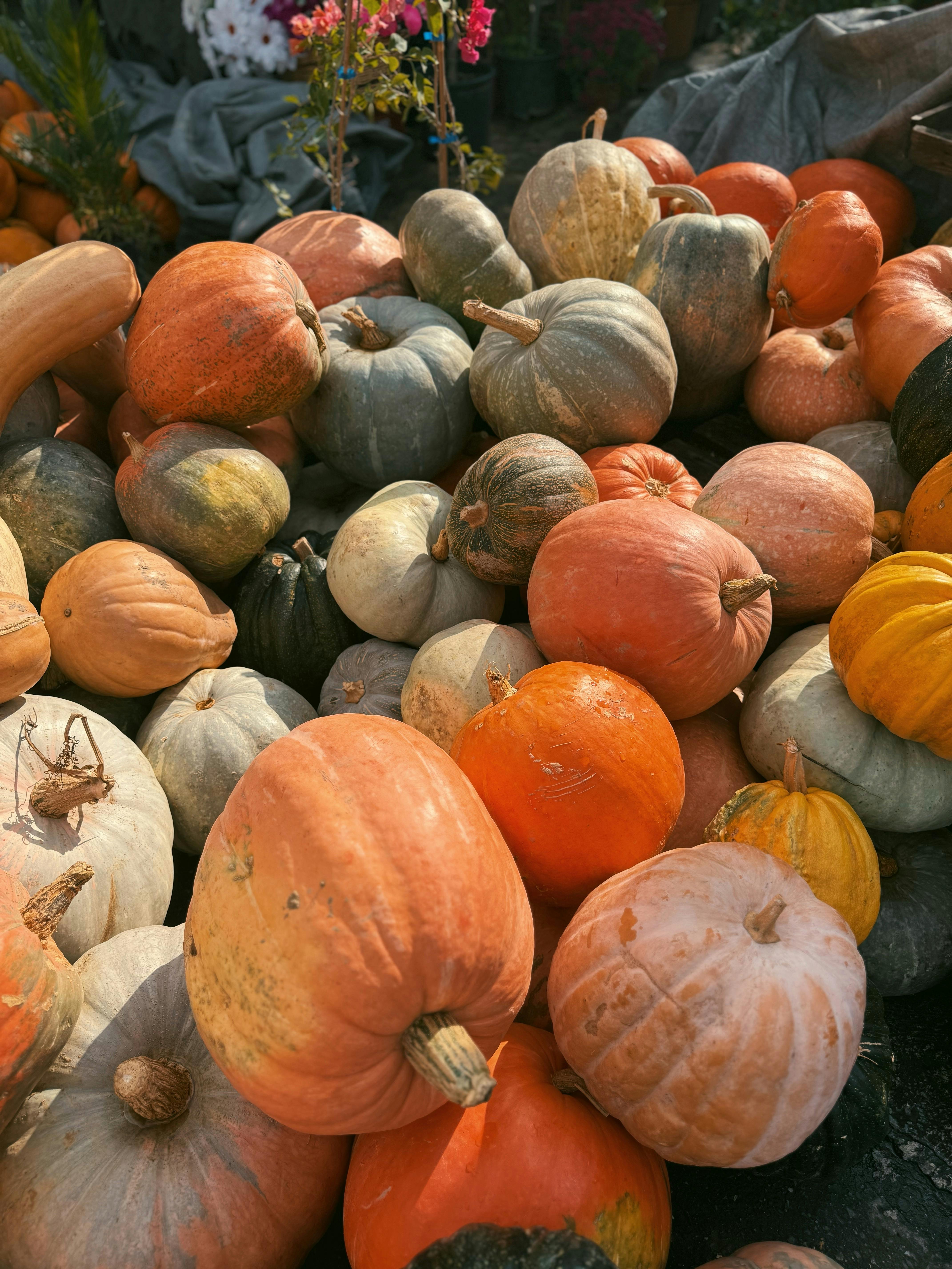 Patche Curbit's banner