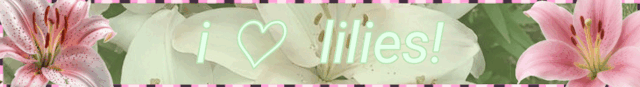 i love lillies
