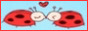 ladybugs