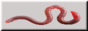 worm