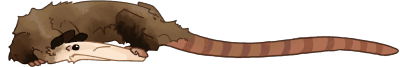 43