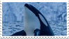 orca