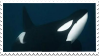 orca