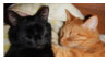 kitties