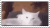 dance cat