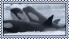 orcas
