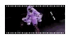 jacinthe
