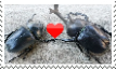 bug love