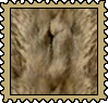 A digital stamp of the original category tawny coat from WolfQuest: Annivisary Edition.